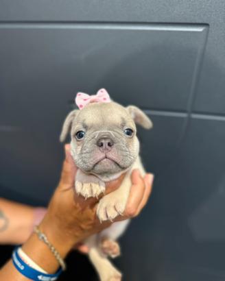 Bulldog francesi colorazione rarissima