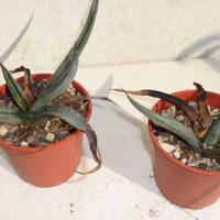 AGAVE NIGRA
