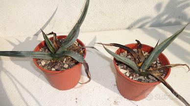 AGAVE NIGRA