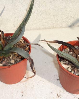 AGAVE NIGRA