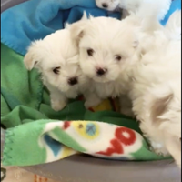 Maltese coreano mini toy