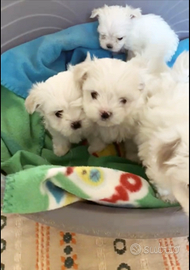 Maltese coreano mini toy