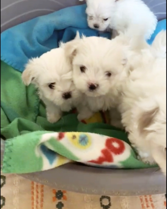 Maltese coreano mini toy