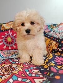 Maltipoo cuccioli maschi coreani