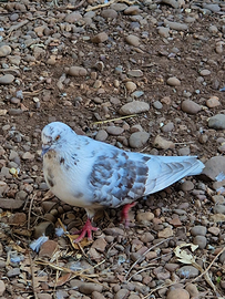 Colombi da volo russi Nikolaev