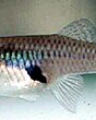 Gambusia affinis pesci mangia larve zanzare