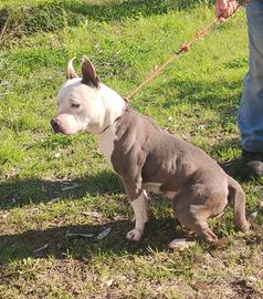 Amstaff Blue femmina adozione gratuita