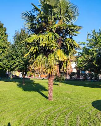 Palma di circa 5 metri