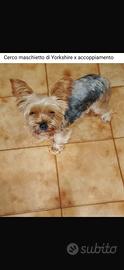 Cane Yorkshire per accoppiamento