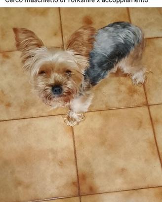 Cane Yorkshire per accoppiamento