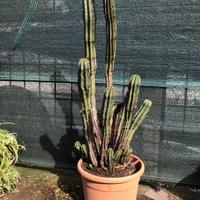 Euphorbia Polygona succulenta