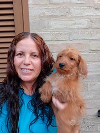 Maltipoo