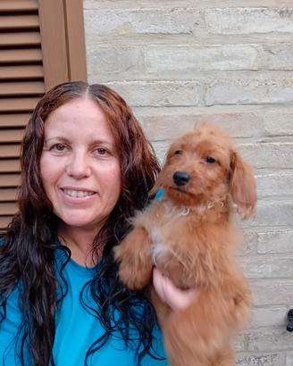 Maltipoo