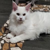 Ultimo cucciolo Maine coon XXL White