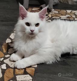 Ultimo cucciolo Maine coon XXL White