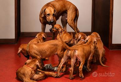 Cuccioli Rhodesian Ridgeback con pedigree ENCI