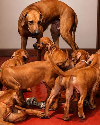 Cuccioli Rhodesian Ridgeback con pedigree ENCI