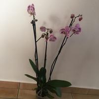 Orchidea bianca e fucsia