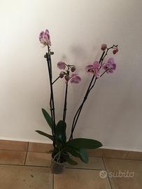 Orchidea bianca e fucsia