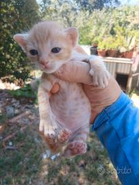 Gattini di razza pura siberiani