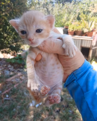 Gattini di razza pura siberiani