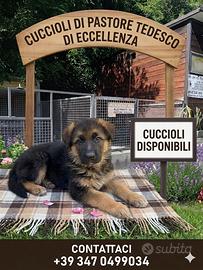 Cuccioli di pastore tedesco