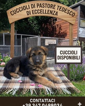 Cuccioli di pastore tedesco