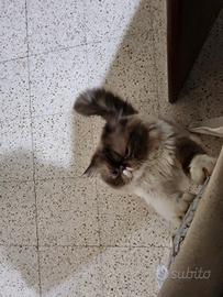 Gatto per monta