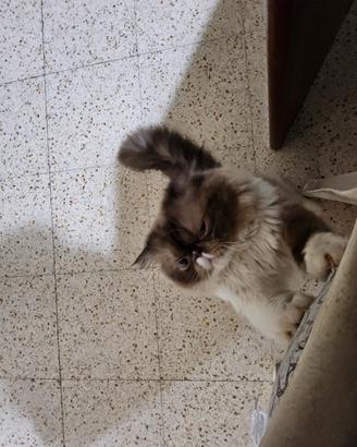 Gatto per monta