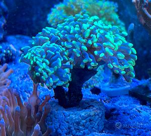 Corallo Euphyllia Parancora