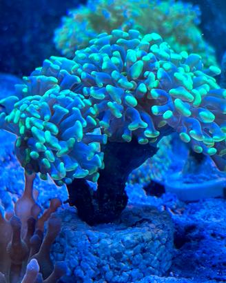 Corallo Euphyllia Parancora