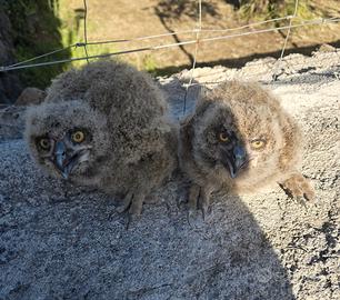 Bubo Bubo Gufo Reale Europeo