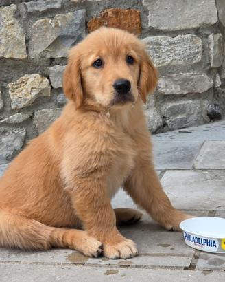 Golden Retriever Americani con Pedigree Enci