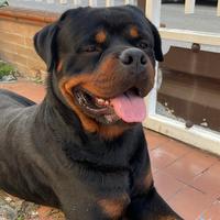 Rottweiler per monta