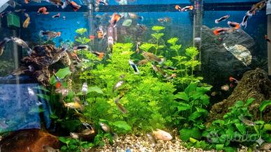Guppy vivaci e sani nati nel mio acquario