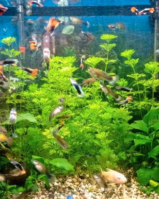 Guppy vivaci e sani nati nel mio acquario