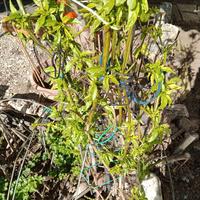 Pianta di 3 anni di Habanera Red peperoncino