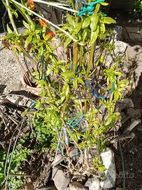 Pianta di 3 anni di Habanera Red peperoncino