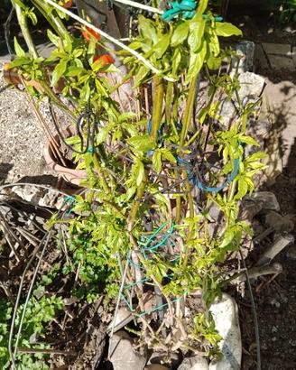 Pianta di 3 anni di Habanera Red peperoncino