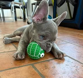 Bulldog francese blu occhi blu maschio