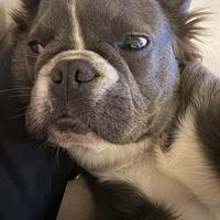 Bulldog francese flaffy