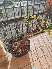 bonsai quercia rovere