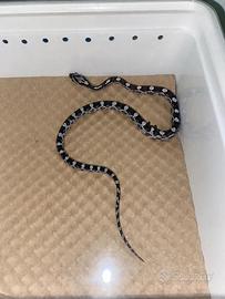 Serpente del grano baby ( femminuccia)