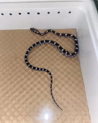 Serpente del grano baby ( femminuccia)