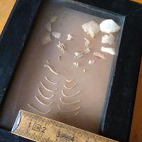 SCHELETRO DI ANIMALE INCORNICIATO SCIENZE ZOOLOGIA