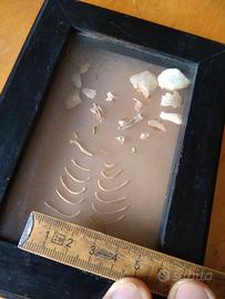 SCHELETRO DI ANIMALE INCORNICIATO SCIENZE ZOOLOGIA