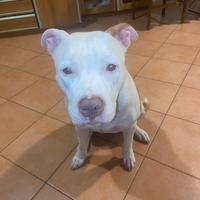 Cucciola di amstaff femmina