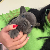 Bulldog francese blu esotico