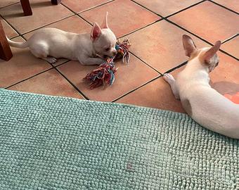 Chihuahua cucciolo maschio pelo corto