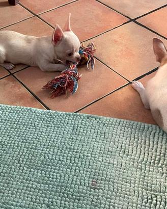 Chihuahua cucciolo maschio pelo corto